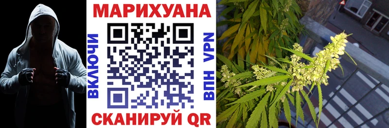 Конопля сатива  Кировск 